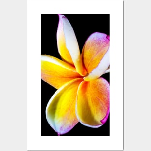 plumeria-flowers-frangipani-floral-blossom-petal-shirtyshirto-90 Posters and Art